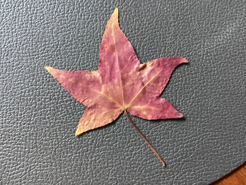 Une feuille d'automne rougeâtre de copalme d'Amérique repose à plat sur une surface texturée grise.