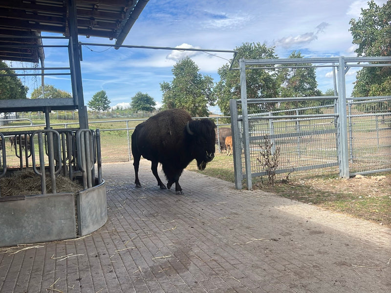 Amerikanischer Bison — photo 1 sur 1