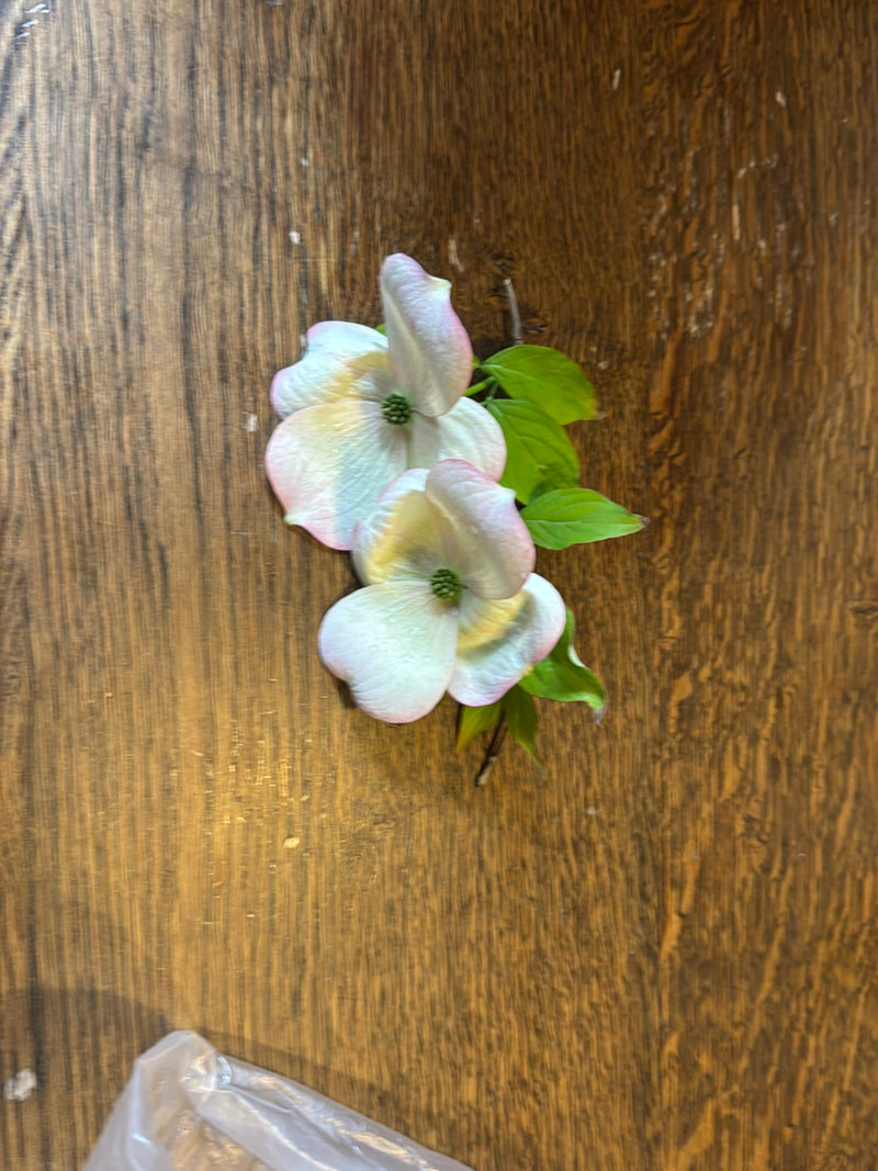 Cornouiller fleuri américain — Bild 1