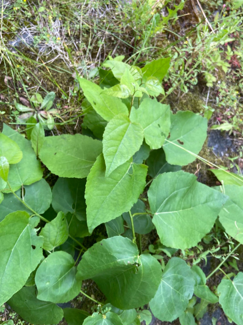 Micocoulier américain — Bild 1