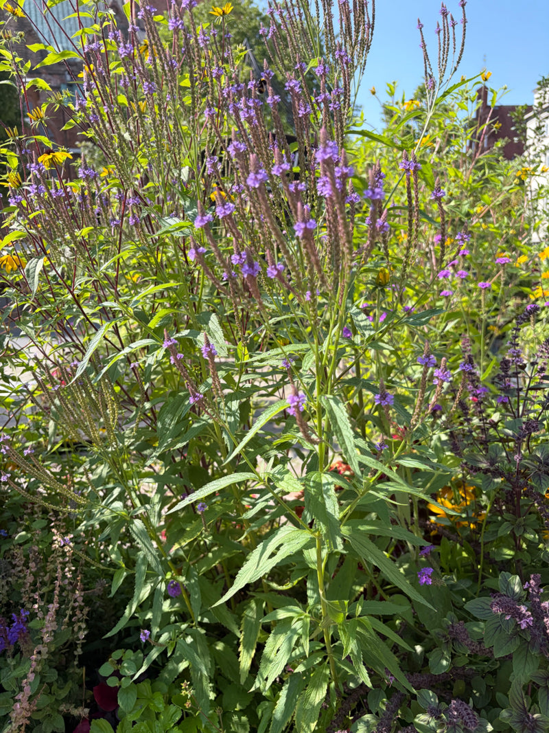 verveine américaine — Bild 1
