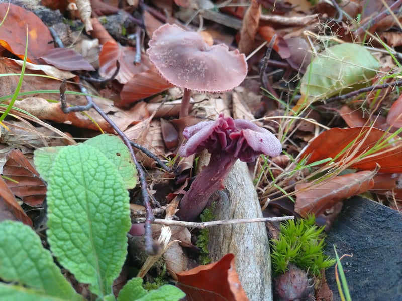 Entonnoir en laque améthyste — Bild 1