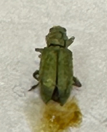 chrysomèle du quai — Bild 3