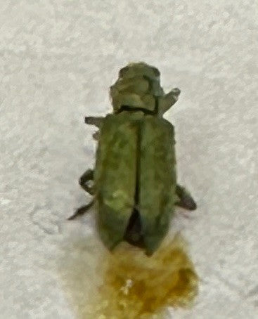 chrysomèle du quai — Bild 2