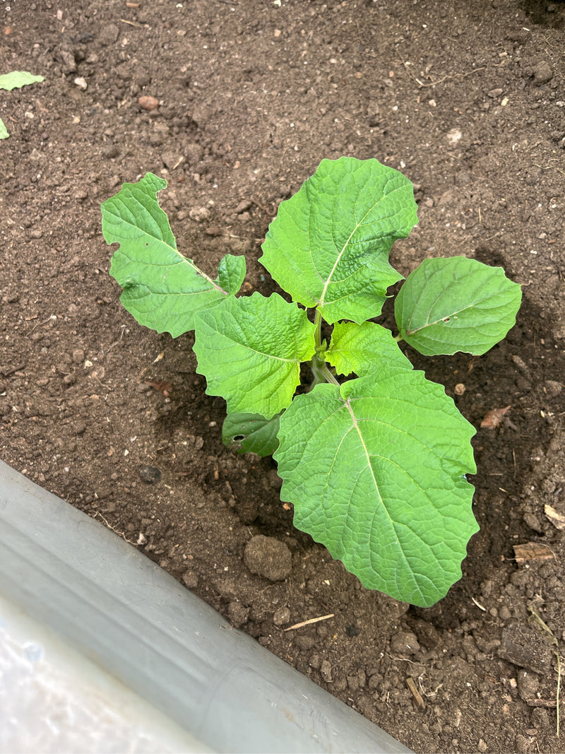 L'image montre une jeune plante de Physalis avec des feuilles vertes fraîches poussant dans de la terre sombre. La vue du dessus capture le jeune plant dans ...