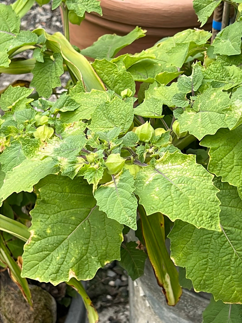 L'image montre une plante de Physalis en bonne santé avec ses feuilles dentées caractéristiques et ses fleurs en lampion en développement. La photo montre la...