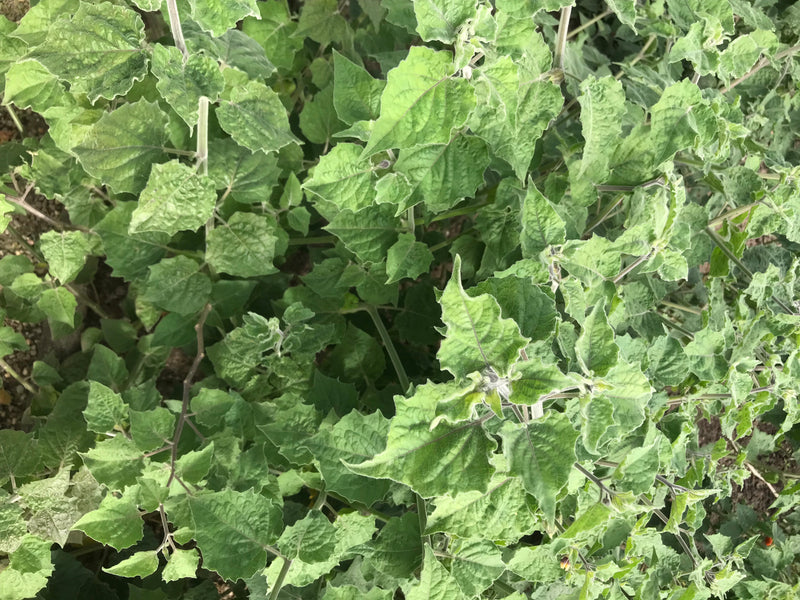 On peut voir une saine plante de Physalis avec de nombreuses feuilles vertes. La prise de vue montre la plante par-dessus dans son environnement naturel.