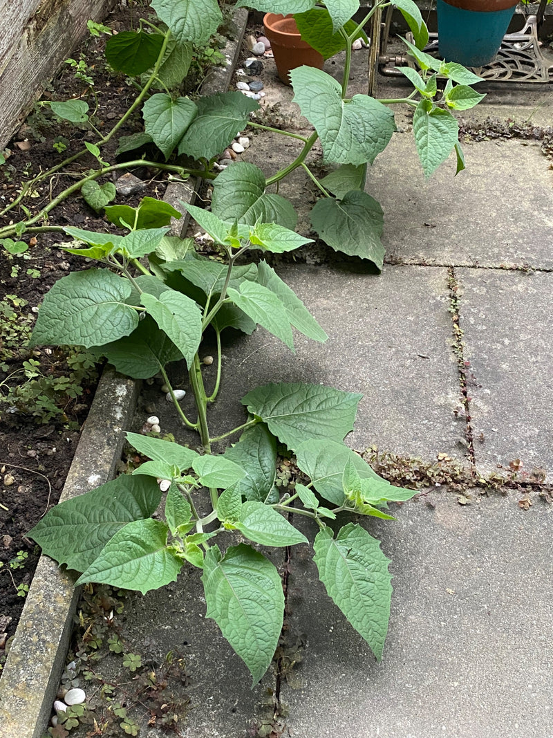 Un jeune plant de Physalis pousse en bordure de massif, le long de dalles de jardin.