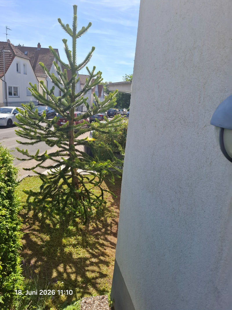 Sapin des Andes — Bild 1