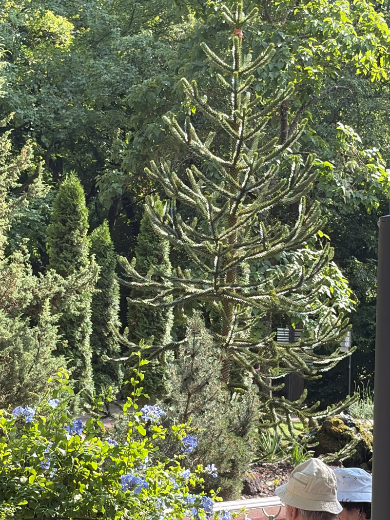 Sapin des Andes — photo 1 sur 7
