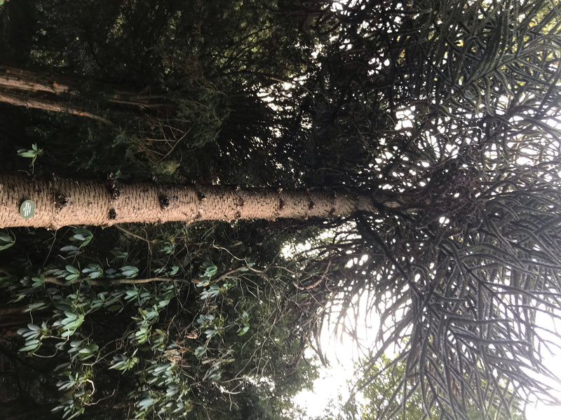 Sapin des Andes — photo 4 sur 7