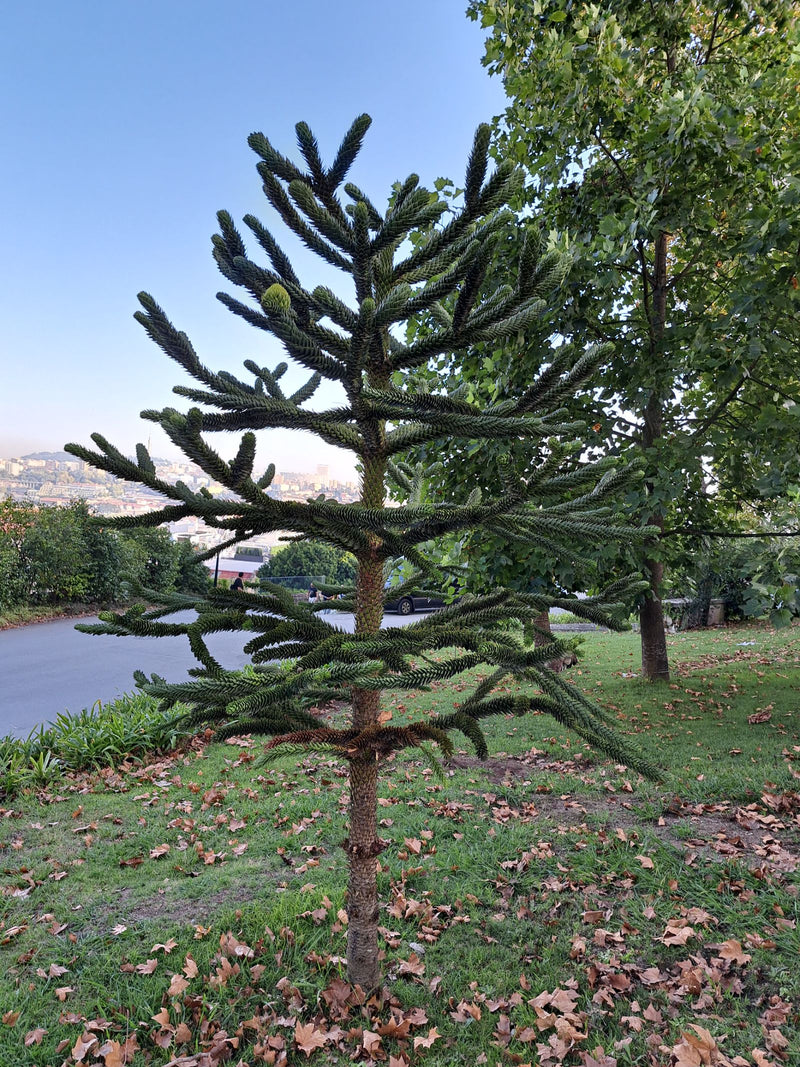 Sapin des Andes — photo 2 sur 7