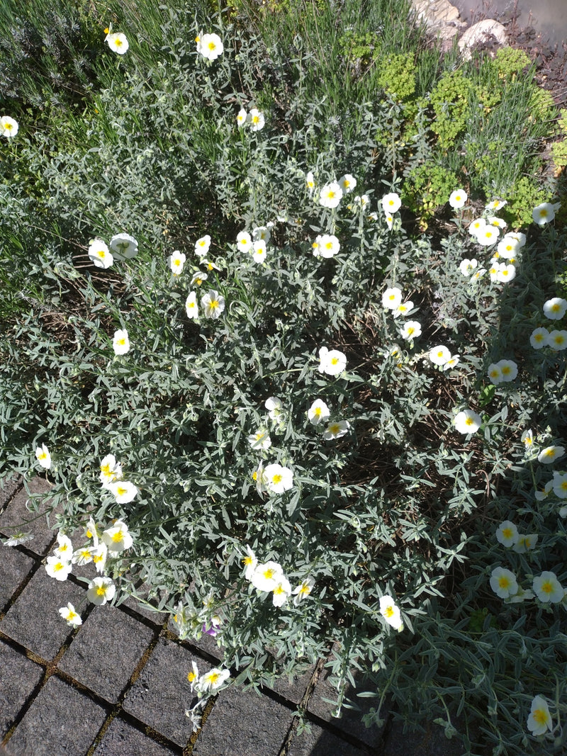 Tournesol des Apennins — Bild 1