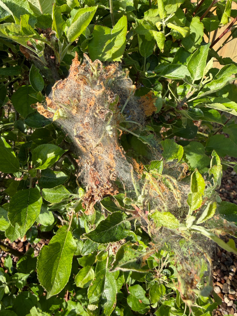 Papillon de la toile du pommier — Bild 5