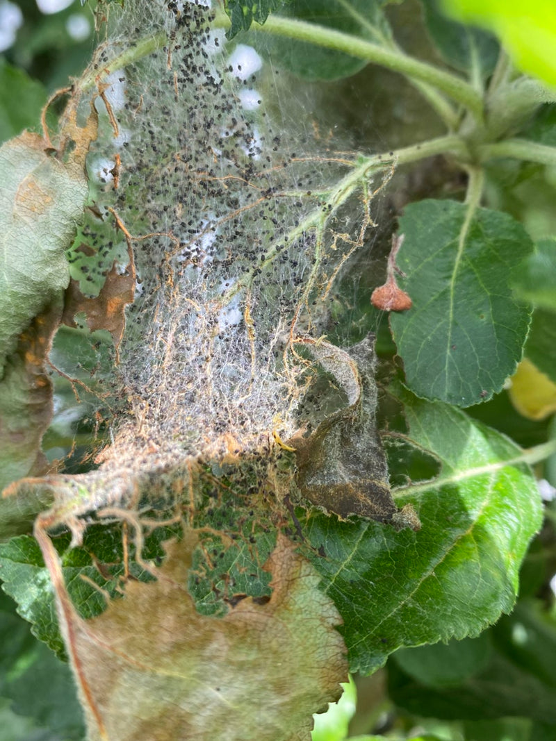 L'image montre une toile typique de l'hyponomeute du pommier sur des feuilles de pommier, abritant de nombreuses chenilles et présentant des dégâts d'aliment...