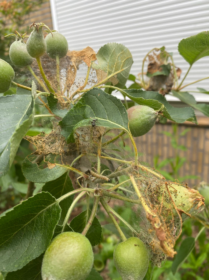 L'image montre une toile typique d'hyponomeute du pommier sur une ramille de pommier avec des fruits non mûrs et des feuilles. De petites chenilles et des dé...