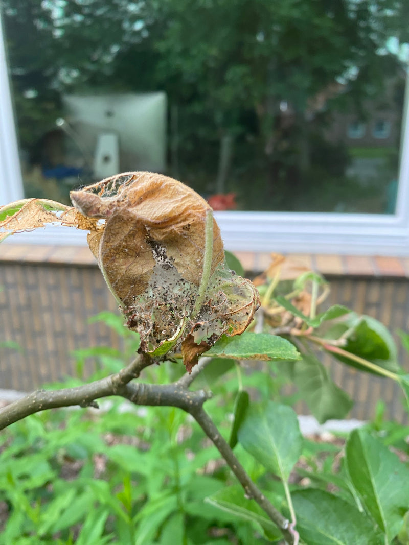 Papillon de la toile du pommier — Bild 3