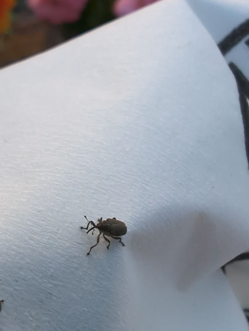 Un Anthonome du pommier est posé sur une surface claire et lisse. L'insecte est bien visible.