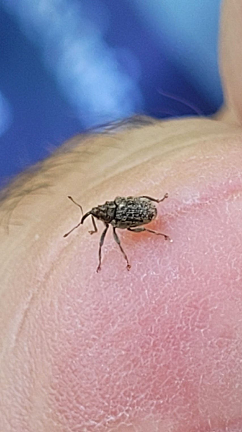 Un anthonome du pommier est posé sur la peau humaine. Le spécimen d'insecte est visible en détail de profil.