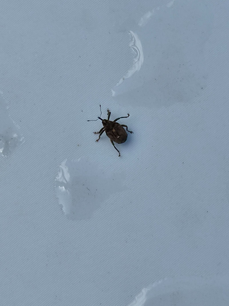 Un anthonome du pommier est posé sur une surface claire et lisse. L'animal est bien visible.