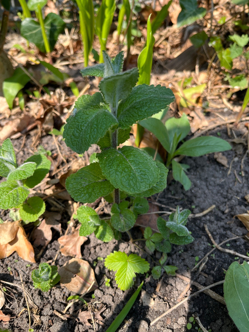 Pommementhe — Bild 1