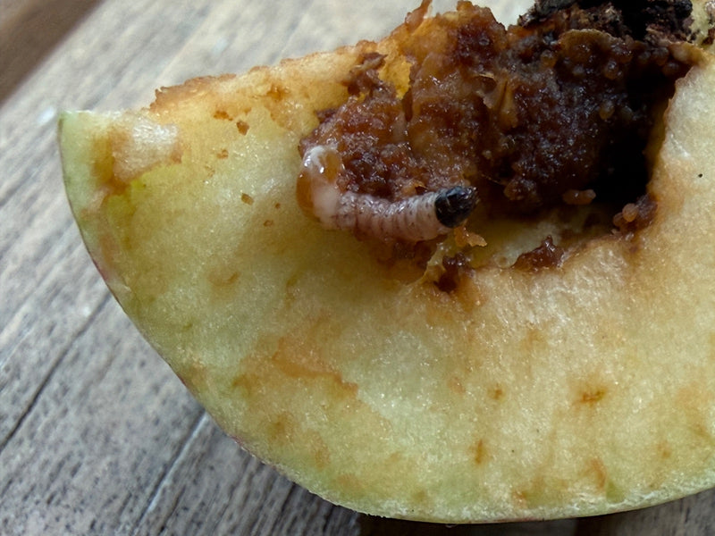 Carpocapse de la pomme — Bild 1