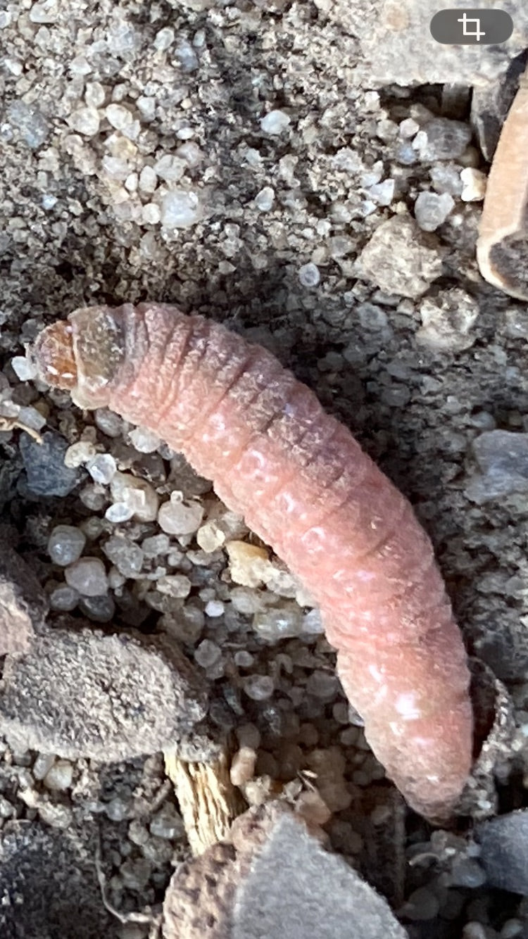 Gros plan d'une chenille rougeâtre de carpocapse des pommes (Cydia pomonella) reposant sur un sol sablonneux.