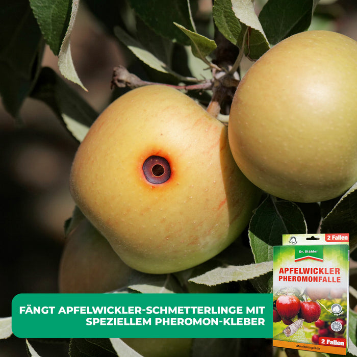 Piège à phéromones du carpocapse de la pomme : protection efficace des arbres fruitiers