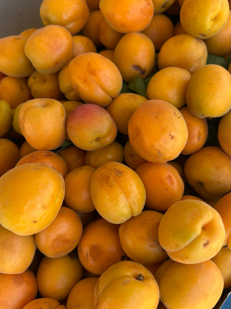 L'image montre un grand nombre d'abricots mûrs à la peau jaune-orange, disposés de manière serrée dans un conteneur.