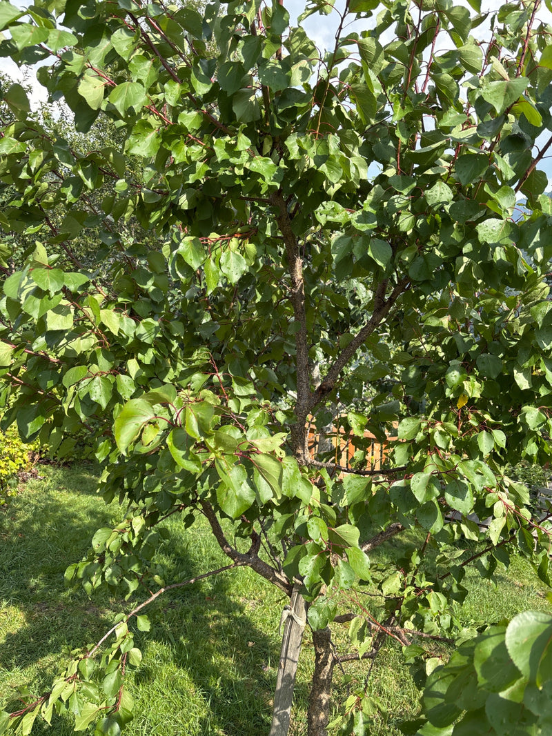 L'image montre un jeune abricotier avec un feuillage vert dense et des pétioles rougeâtres. L'arbre se trouve dans un jardin sur une pelouse.