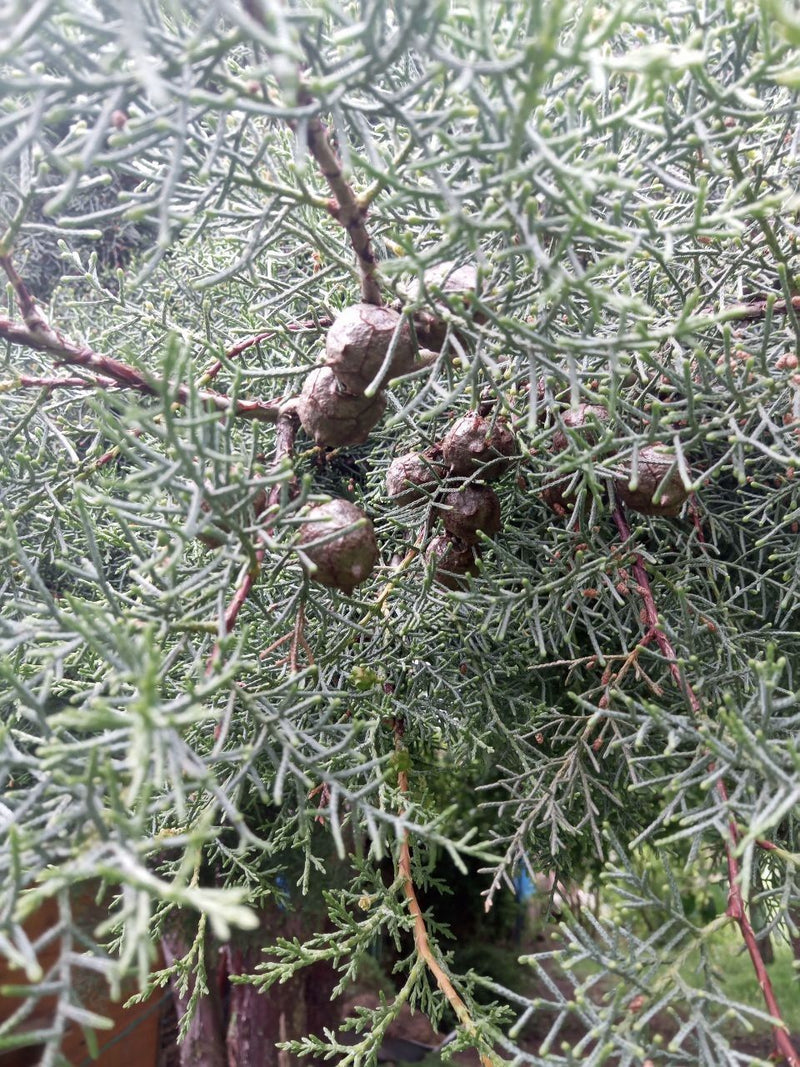 Cyprès d'Arizona — Bild 1