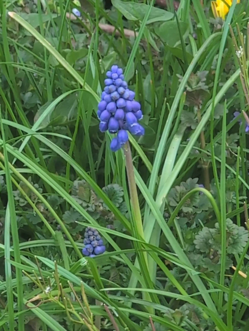 Jacinthe de raisin arménienne — Bild 1