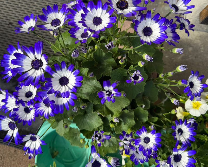 Fleur de cendre — Bild 1