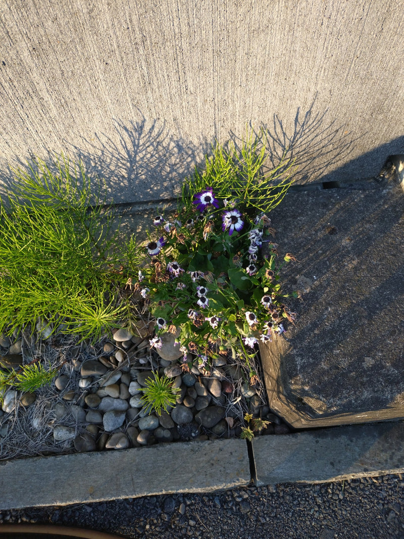 L'image montre une cinaire en fleurs devant un mur en béton gris. La plante présente des fleurs violettes et blanches.