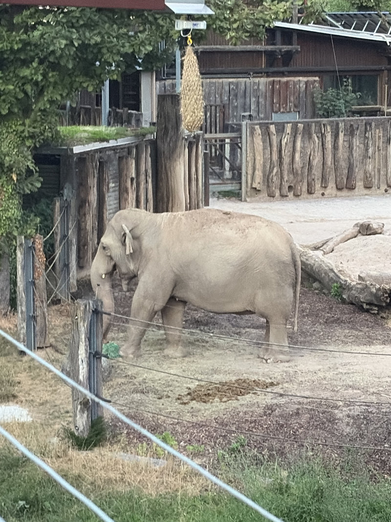 Éléphant d'Asie — Bild 1