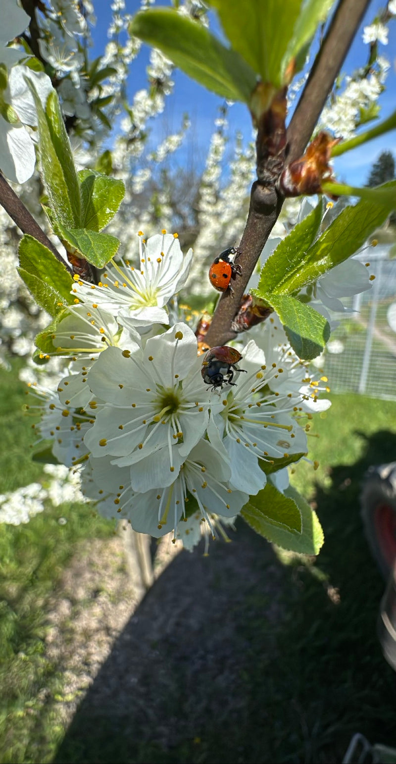 Coccinelle asiatique — Bild 1