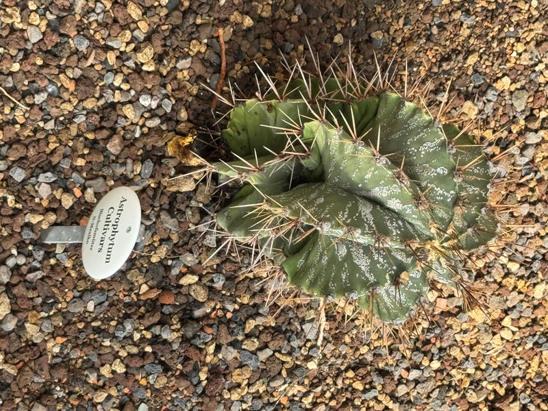 Astrophytum-Cultivar (Bischofsmütze) — photo 1 sur 1