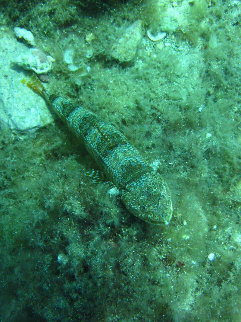 Poisson-lézard de l'Atlantique — Bild 1