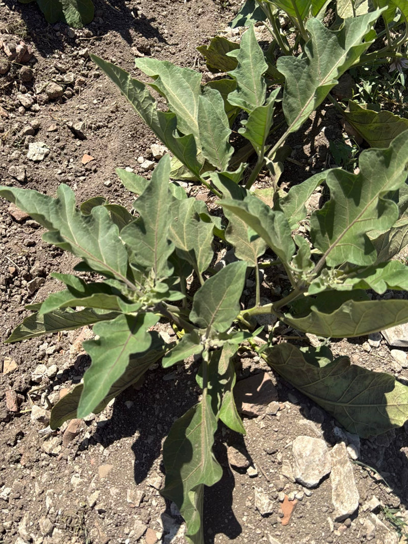 On peut voir un jeune plant d'aubergine avec des feuilles vertes. Il pousse sur un sol sec et terreux.