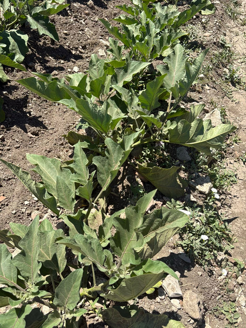 Plusieurs plants d'aubergines aux feuilles vertes poussent en rangées dans un champ sec. La prise de vue montre les plantes par le dessus.
