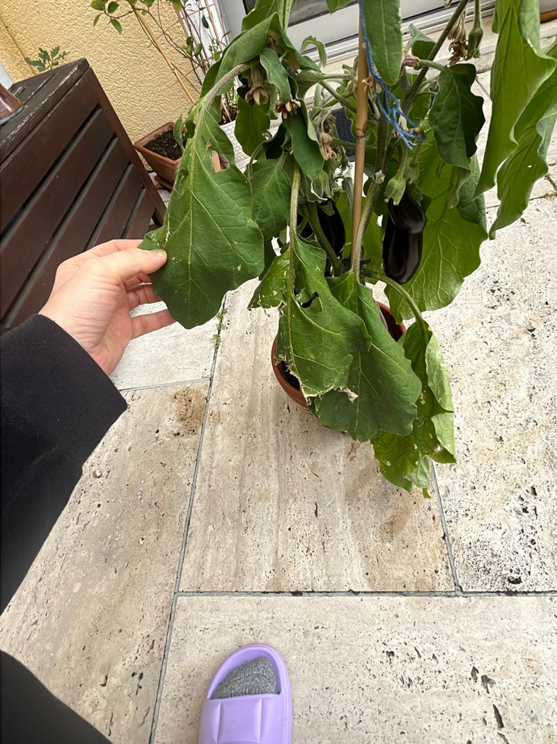 On peut voir un plant d'aubergine en pot avec de grandes feuilles vertes et des fruits mûrs foncés. La plante est posée sur un sol en pierre claire.