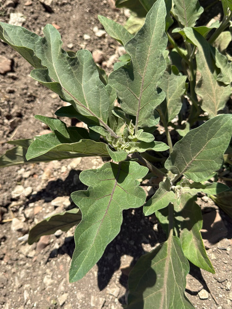 On peut voir une jeune aubergine aux feuilles vertes lobées typiques. La plante pousse dans un sol sec et pierreux.
