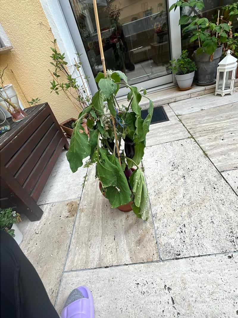 On voit un plant d'aubergine en pot avec plusieurs fruits violet foncé. La plante se trouve sur une terrasse avec un sol en pierre claire.