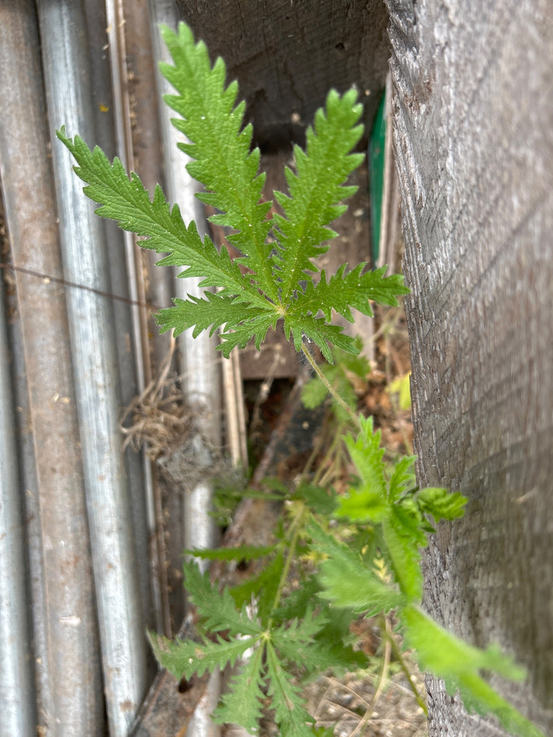 Potentille dressée — Bild 1