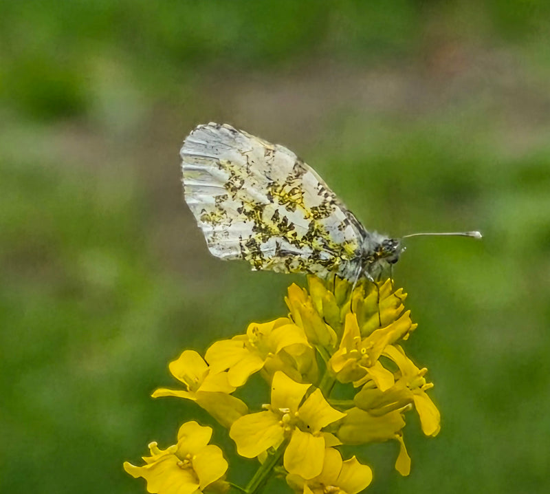 Papillon aurore — Bild 1