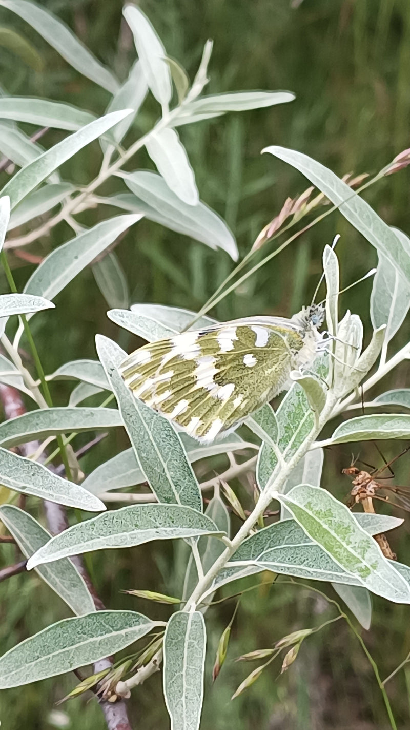 Papillon aurore — photo 1 sur 2