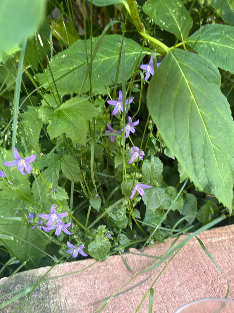 Jacinthe des bois épandue — Bild 2