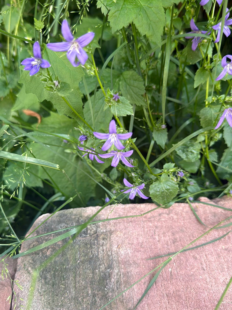 Jacinthe des bois épandue — Bild 1