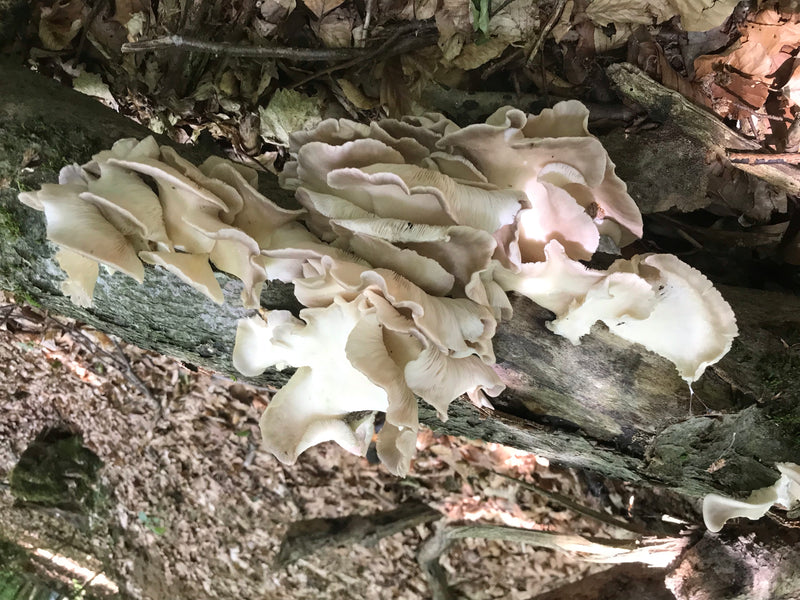 Pleurotes — photo 3 sur 20