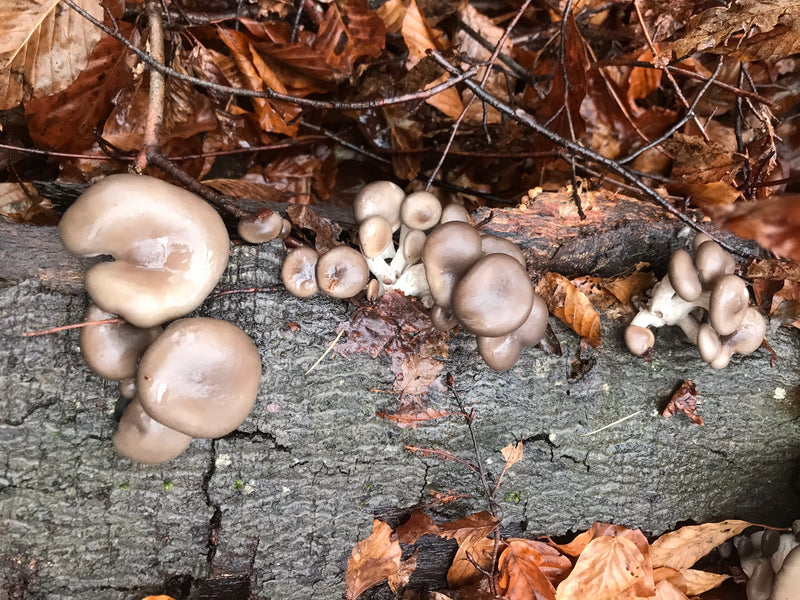 Pleurotes — photo 1 sur 20